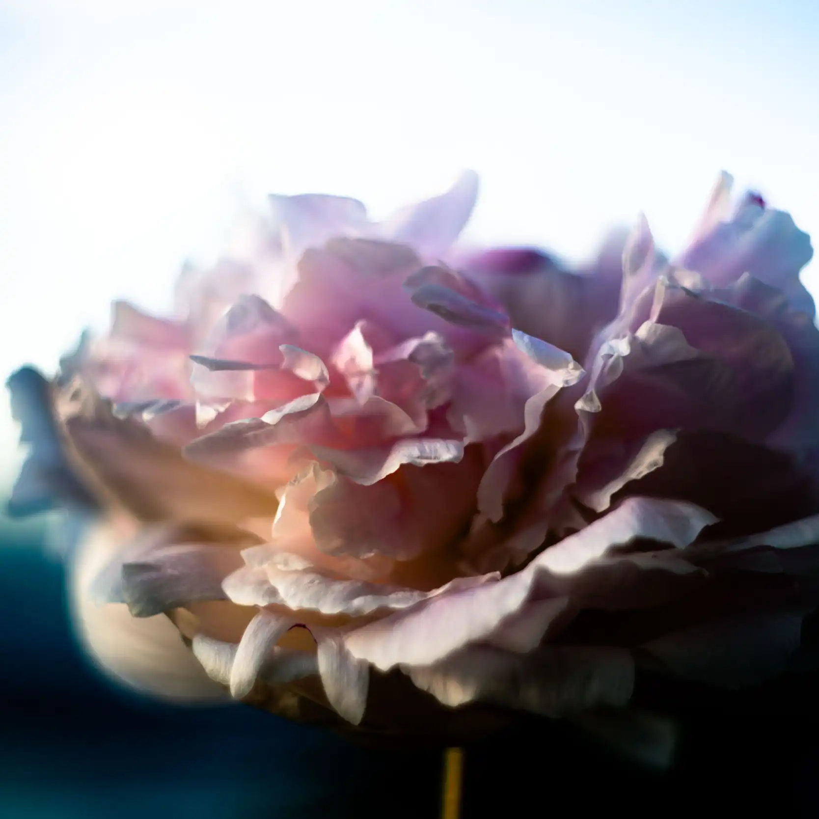 Florale-Kollektion - LYOMI