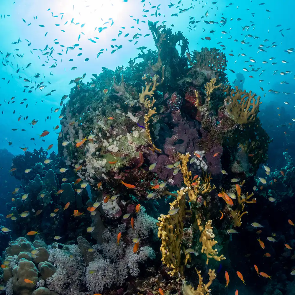 Ozean-Kollektion von LYOMI